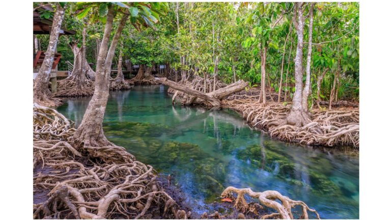 Des forêts en tasse