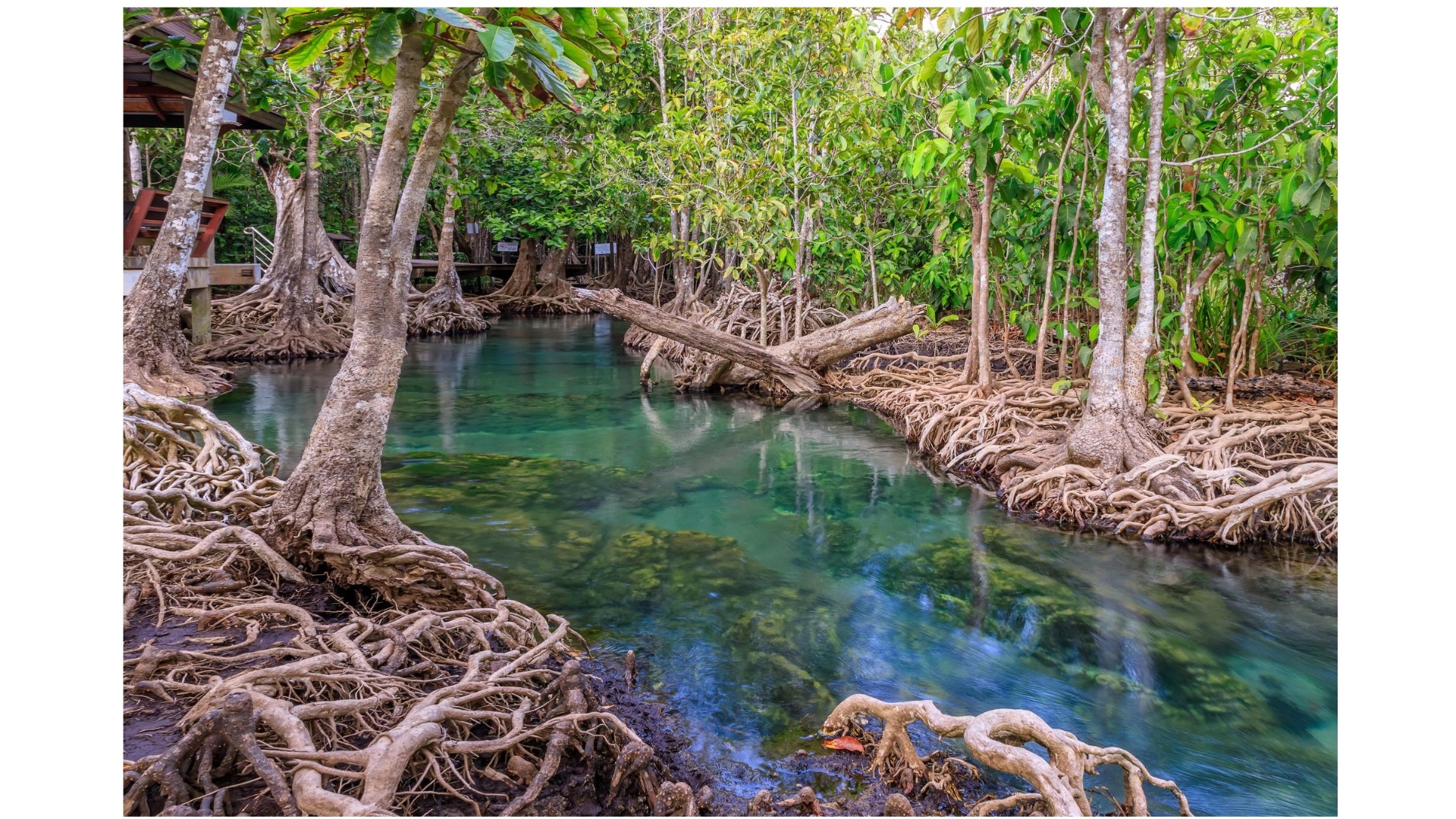 Des forêts en tasse