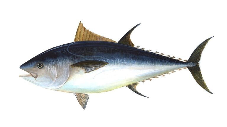 Bluefin tonijn