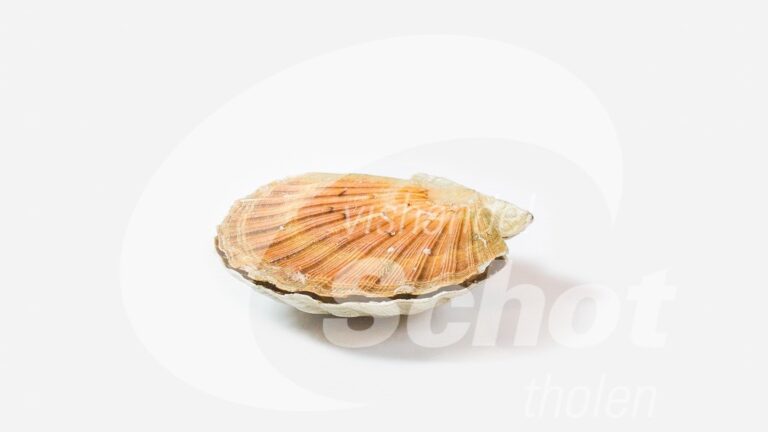 Coquilles Saint-Jacques françaises