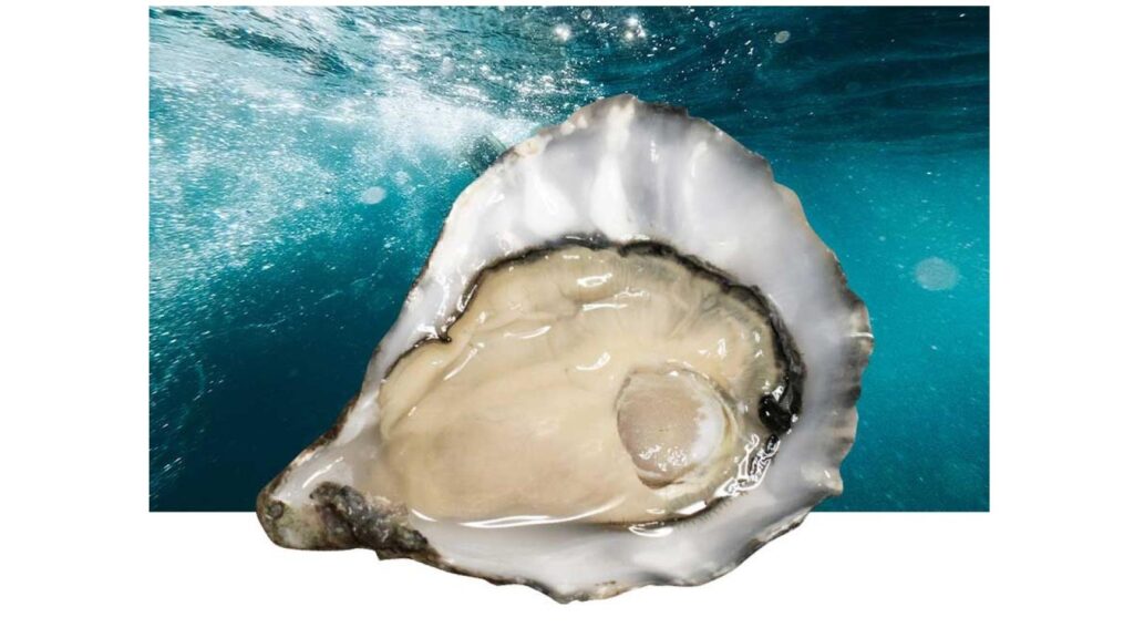 Oesters Hayes Premium