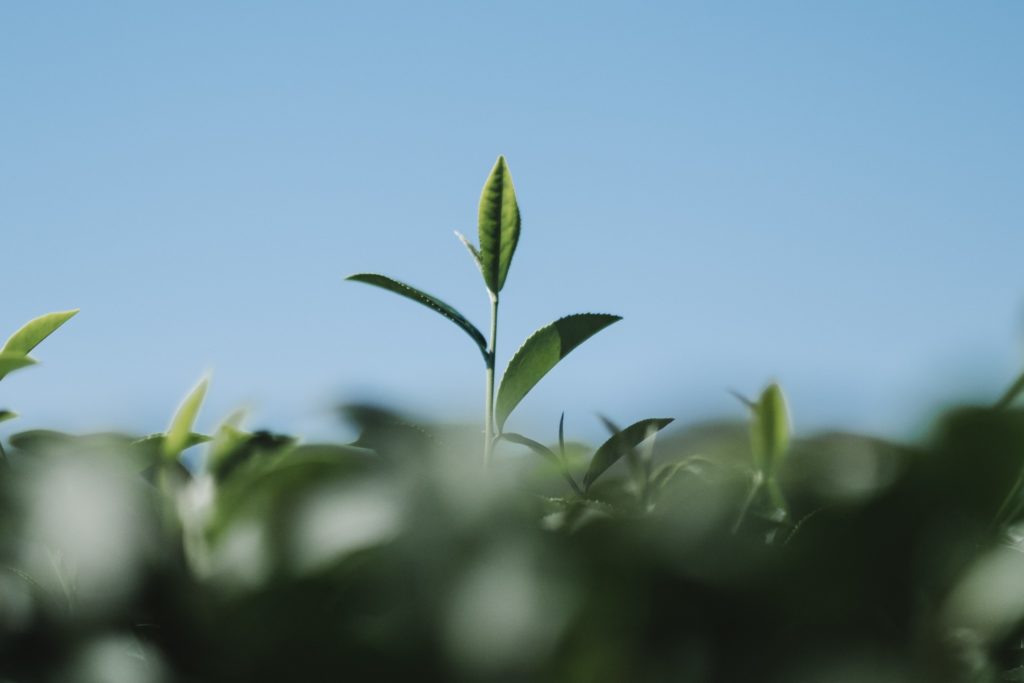 tea leaf in field
