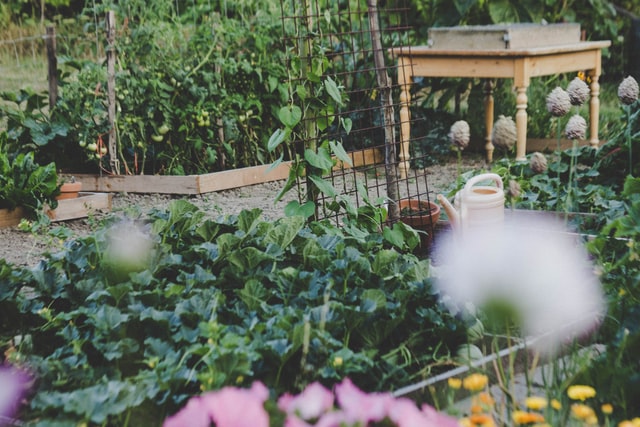 Waar moet je je moestuintje beginnen