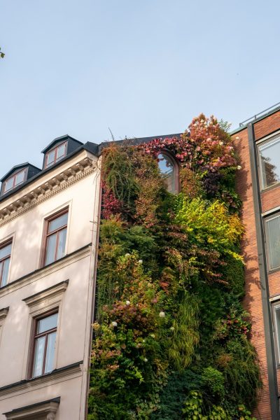 Groene muur op een huis