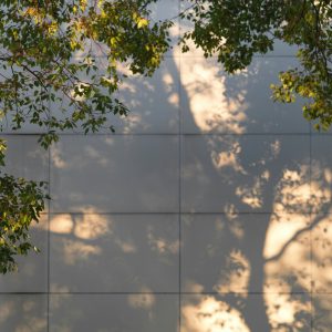 tianhao-zhang-rw_SprwgPtk-unsplash Schaduw door een boom