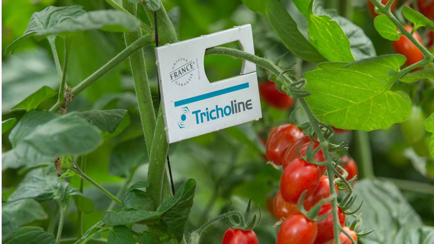 Tricholine – HortiContact