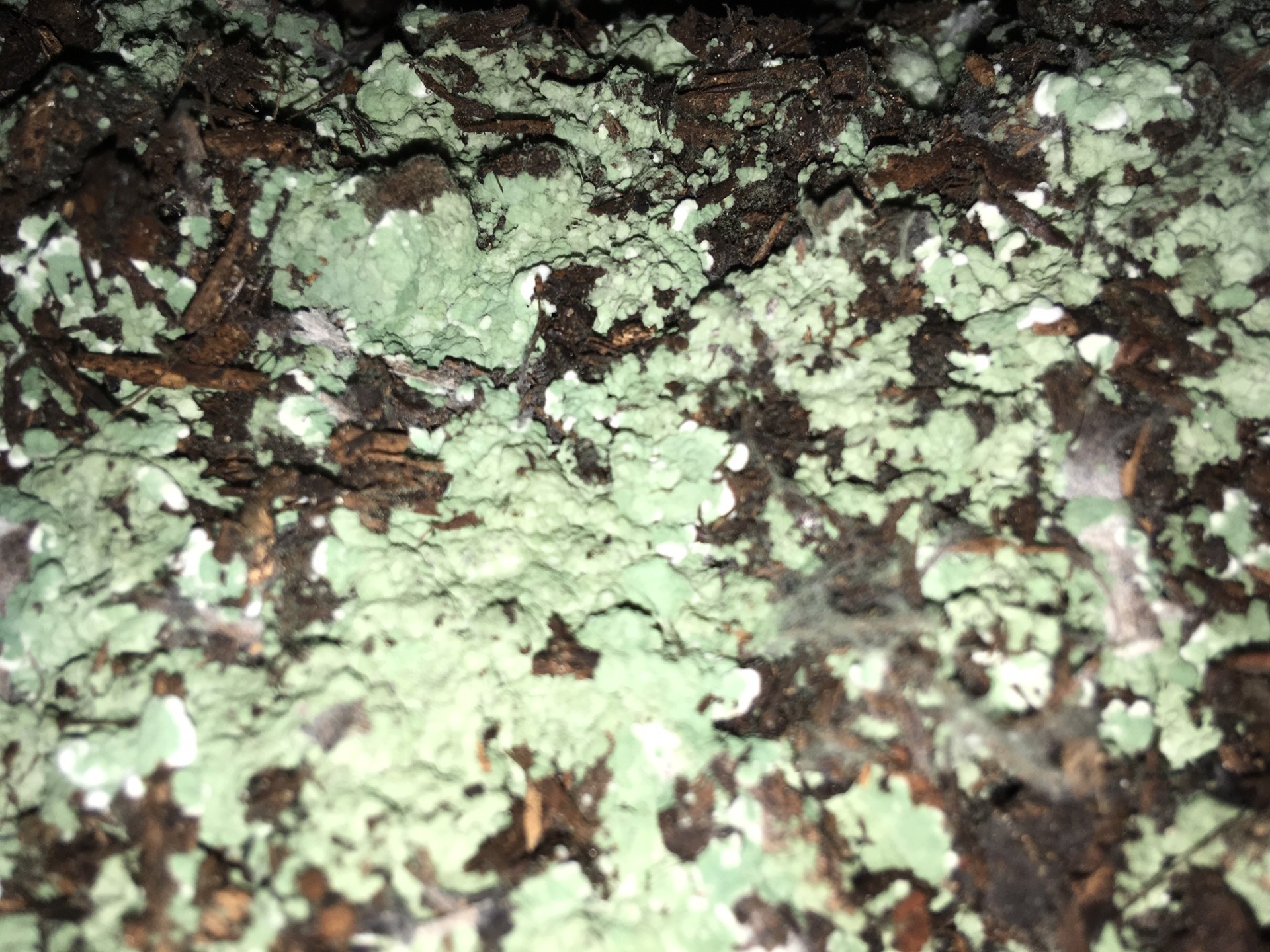 a.dortmans@orgapower.nl