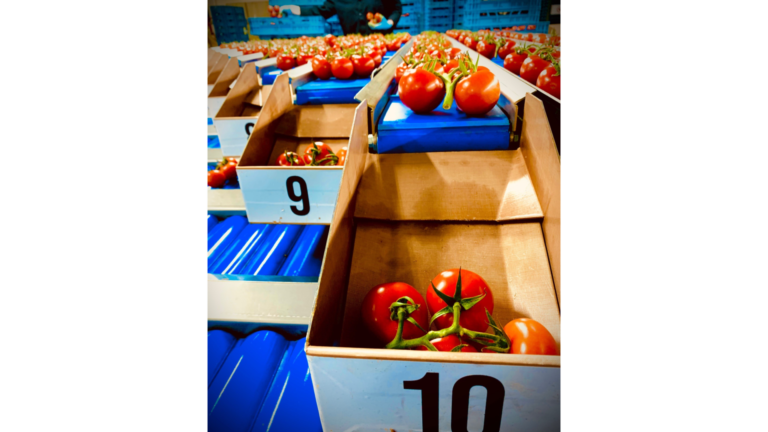 Vine Tomato Combination Weighing machine Sorma