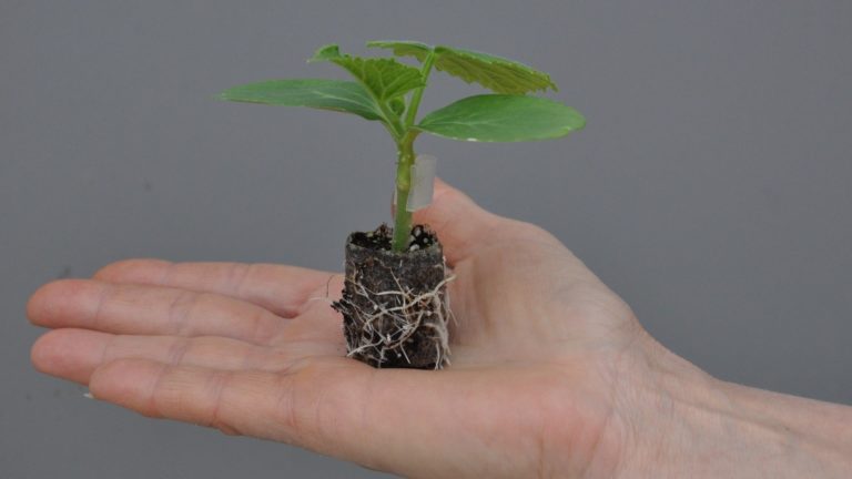 geënte komkommerplanten