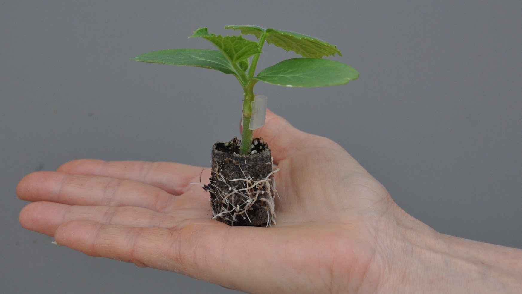 geënte komkommerplanten