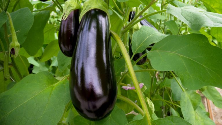 Aubergine ‘BB SEG 0741 F1’ | Bio-zaden