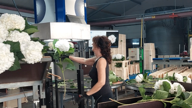 4MT IRISS Hydrangea Mobile