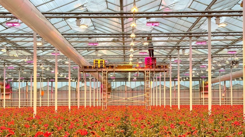 Holstein Flowers protects their gerberas with the SchermNed insect netting filter system