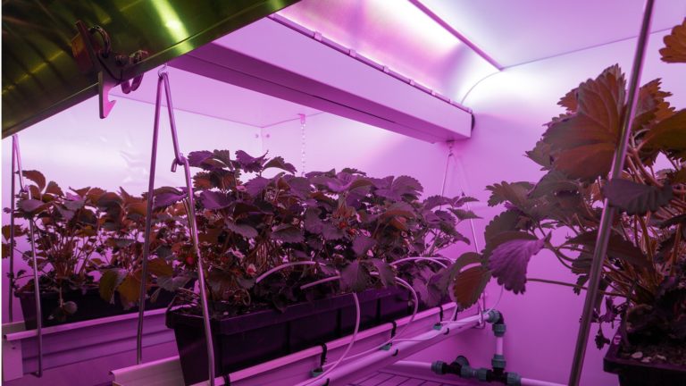 Colruyt collaborates in new growing solution: “We are convinced of the potential of vertical farming”