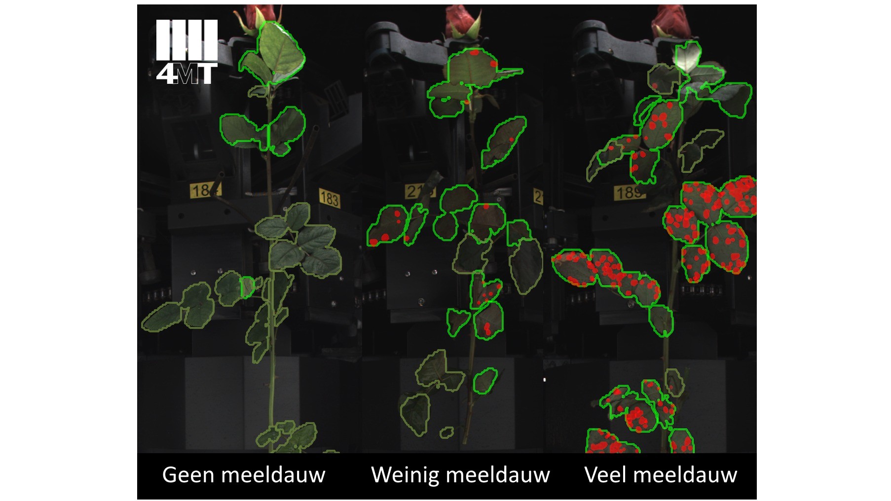 4MT IRISS Defecten: perfectie in de verwerking van rozen.