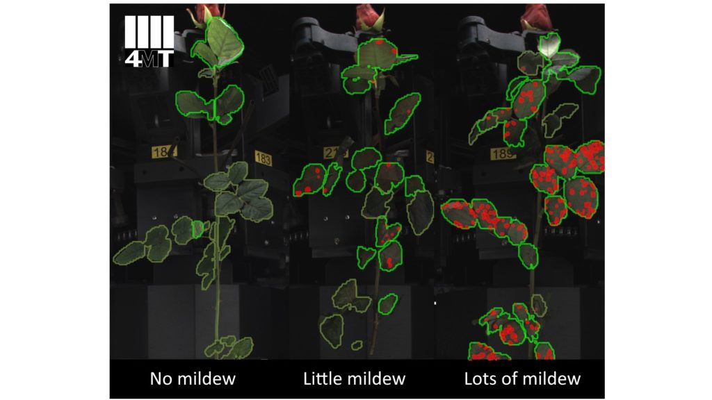4MT IRISS Defects: perfection in rose processing.