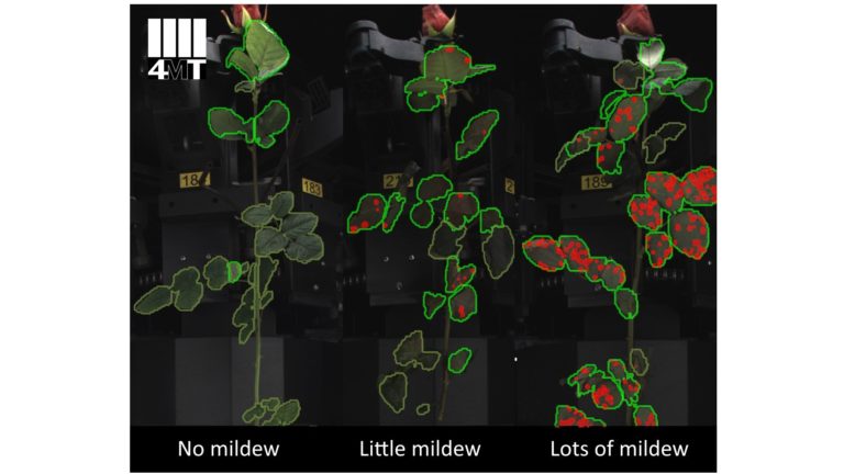 4MT IRISS Defects: perfection in rose processing.