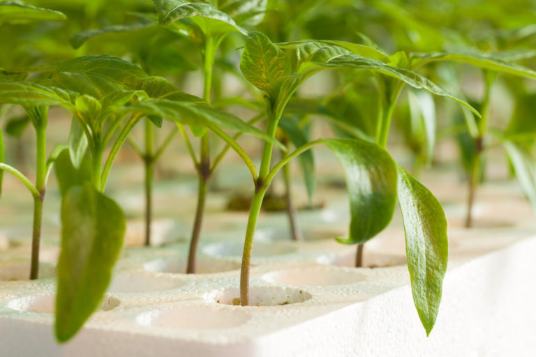 Pepper plants