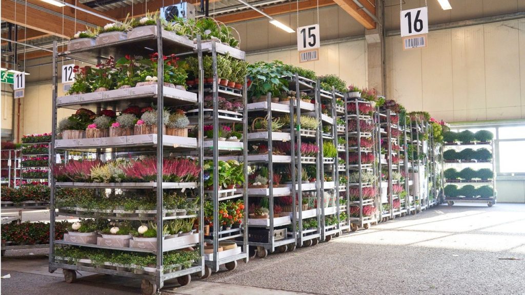 Service and Import Center