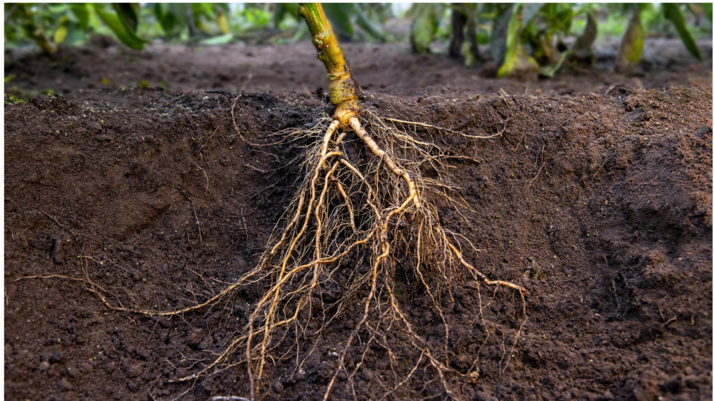 Pepper Rootstock ‘Skyborn F1’ | Organic Seeds