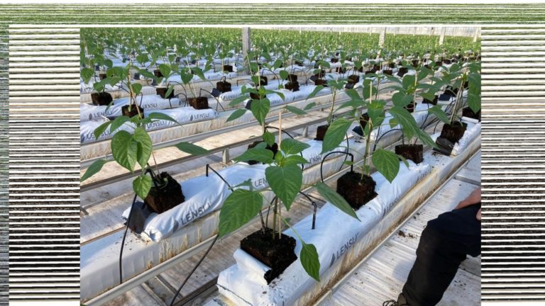 Lensli Greenline Food