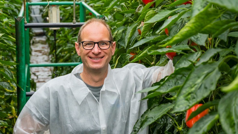 Strong roots and stable transpiration keep pepper plants resilient