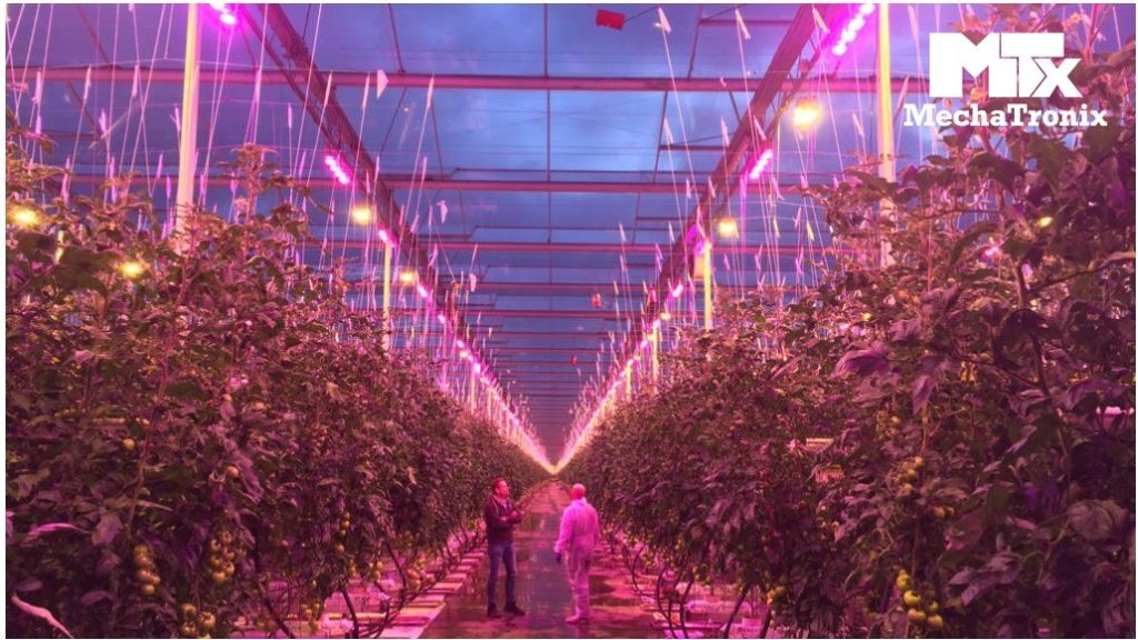 Teeltfamilie Van der Spek: meer dan 60 jaar tomatenteelt met oog voor innovaties