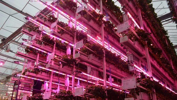 Expansion and Improvement for Multi-layer Strawberry Cultivation