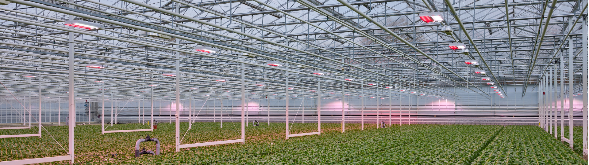 Philips horticulture LED solutions