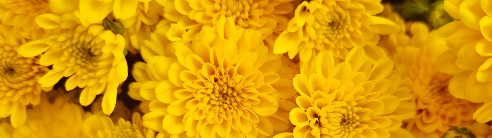 ECOstyle Professional