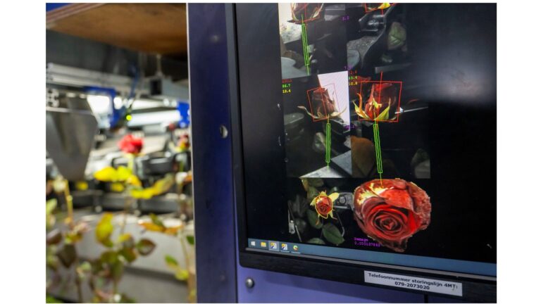 4MT IRISS Defecten: perfectie in de verwerking van rozen.