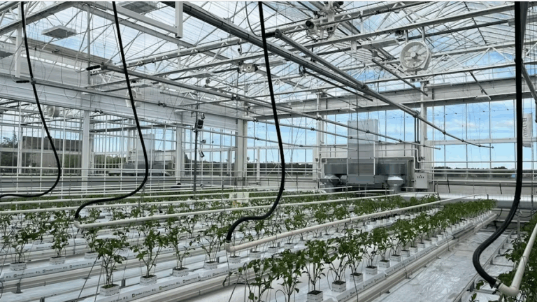 Grodan and Signify start third year of low-energy trial to test holistic approach on larger tomatoes on the vine