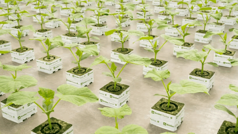 Grodan puts vermiculite-free growing within reach for tomatoes, peppers and cucumbers