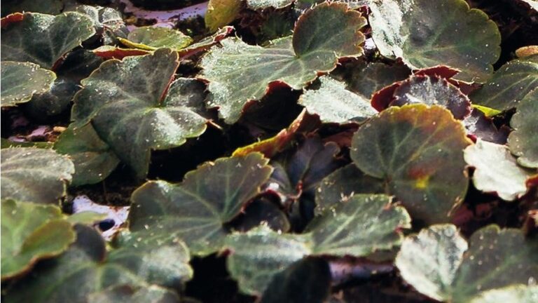 Uitgangsmateriaal sierteelt