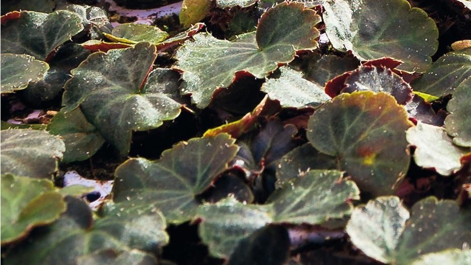 Uitgangsmateriaal sierteelt