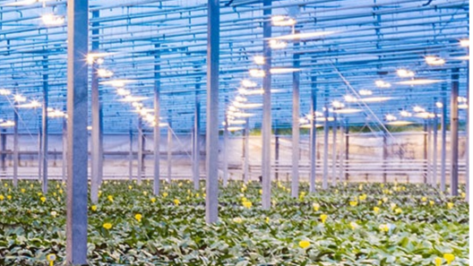 Meeste efficiënte HPS 1000 W lamp / 2.200 µmol/s