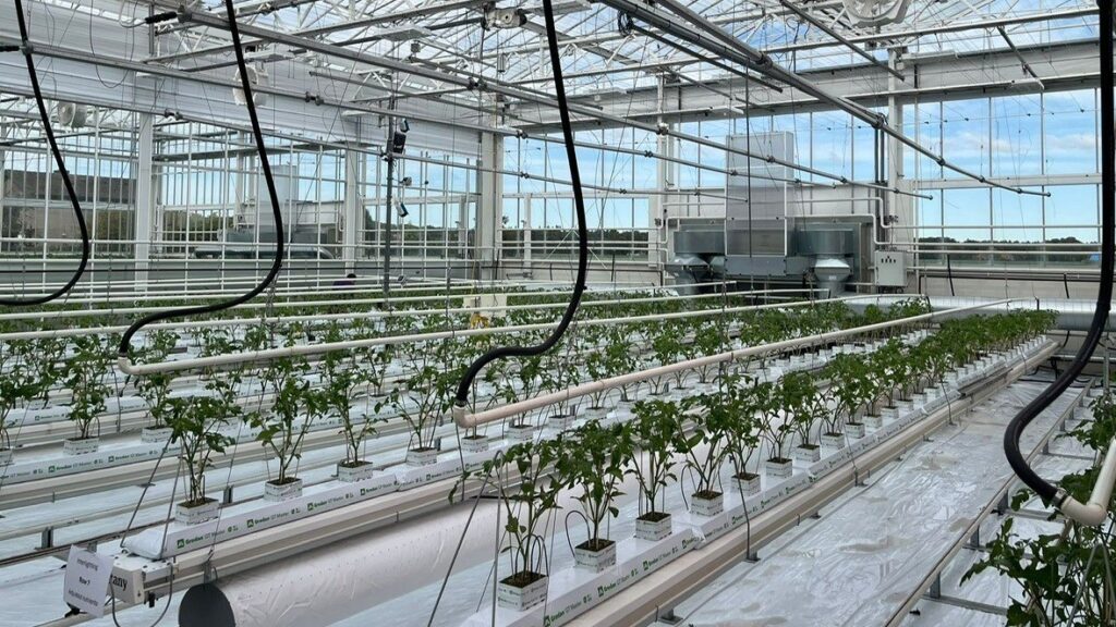 Signify en Grodan starten derde proefjaar energiezuinig telen met holistische aanpak bij grotere trostomaten