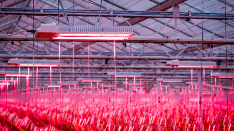 Looye Kwekers achieves summer production levels in winter tomato cultivation with Philips full LED