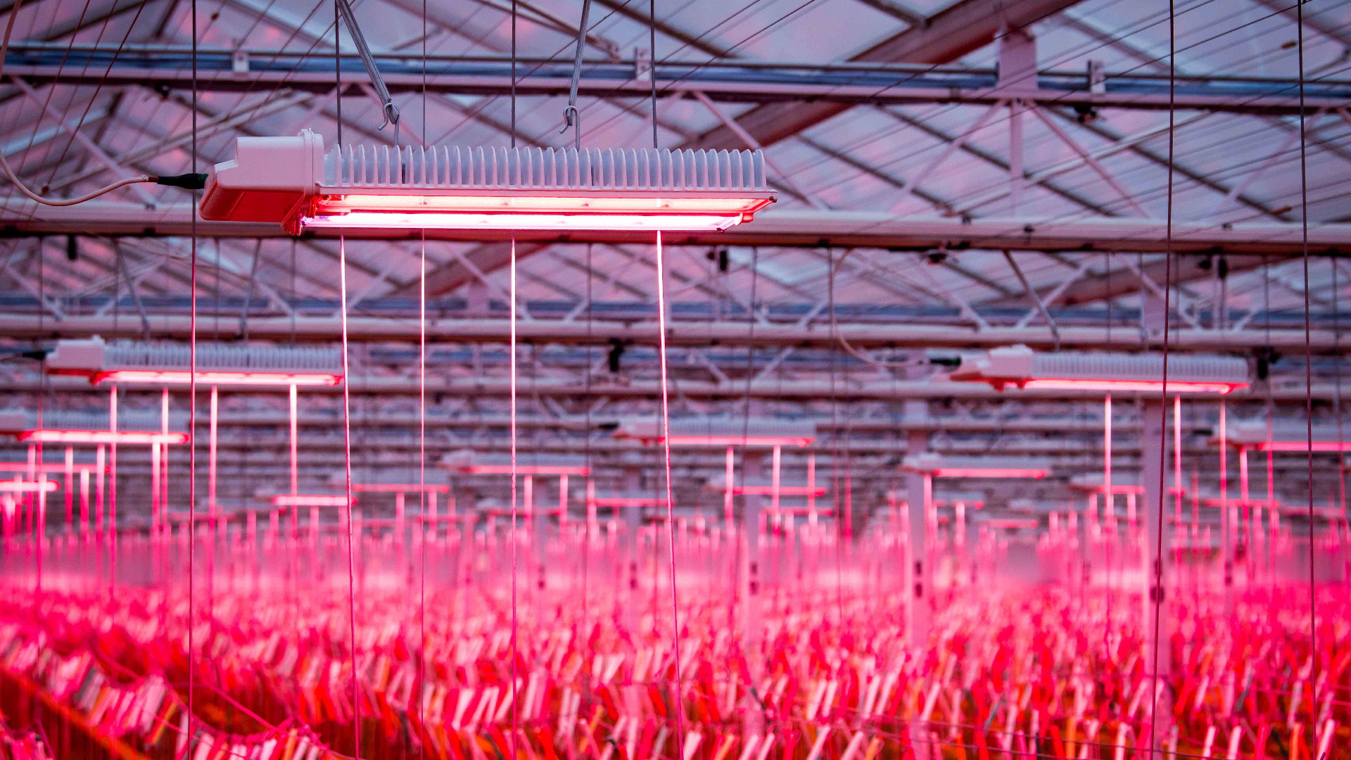 Looye Kwekers achieves summer production levels in winter tomato cultivation with Philips full LED