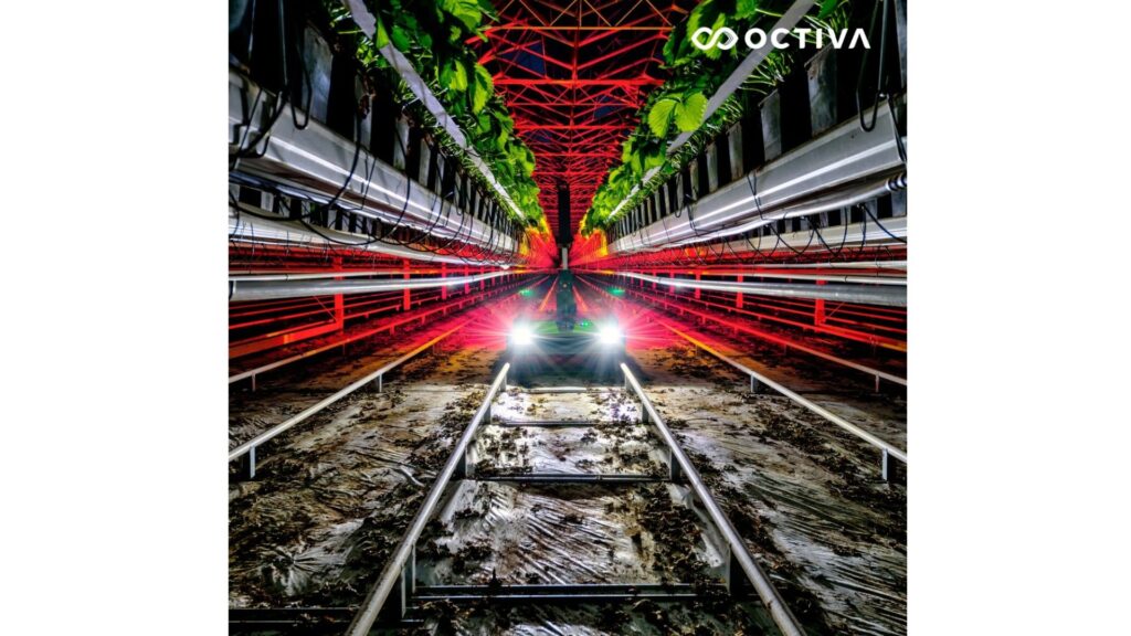 Octiva Lumion UV-C autonomous roubot for strawberry