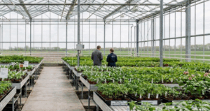 Twee mensen inspecteren planten in een grote kas