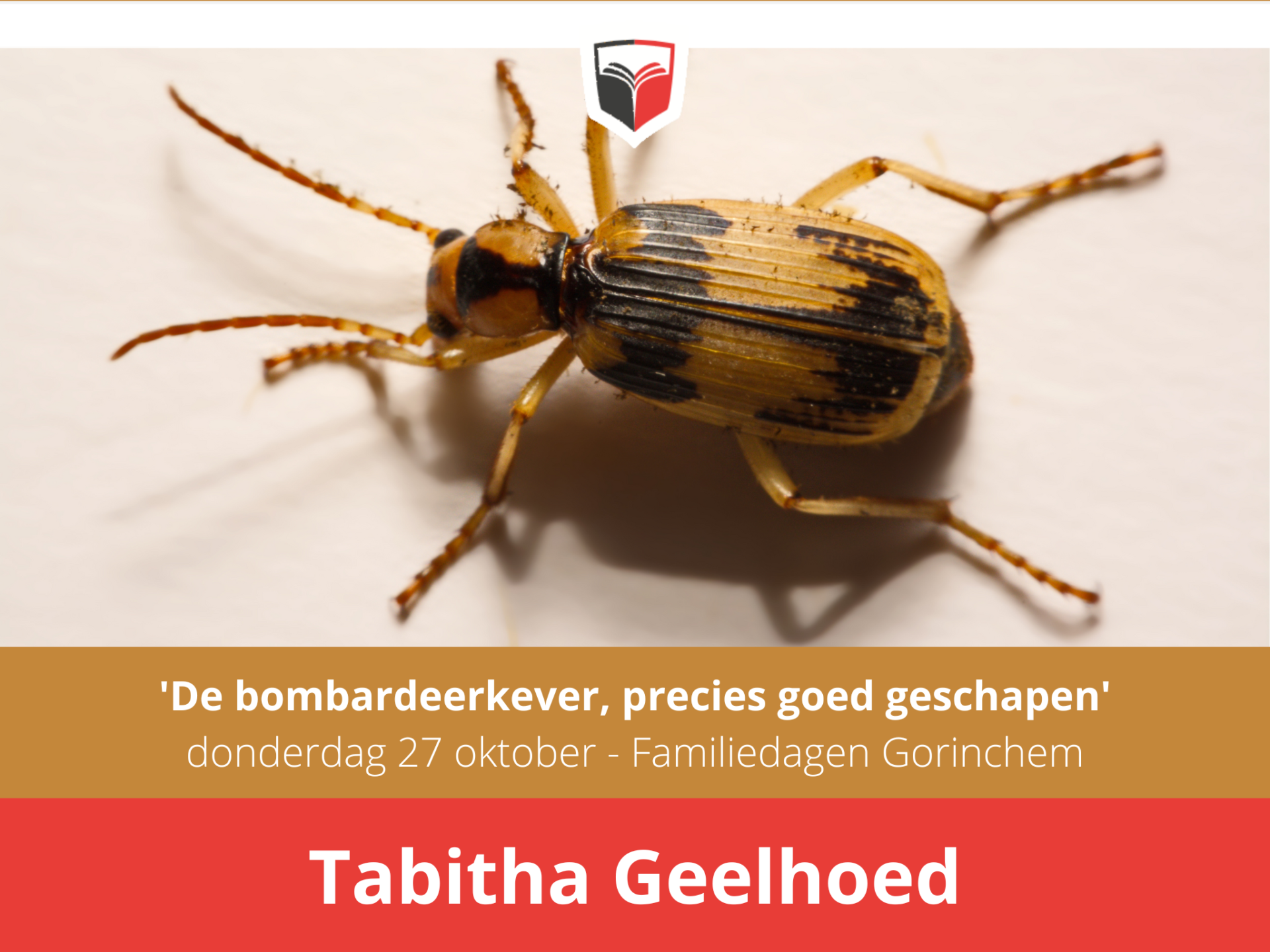 Een headerfoto van de bombardeerkever, Tabitha Geelhoed
