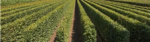 Quick Hedge BV