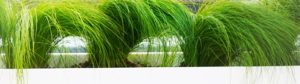 NoviforGreen
