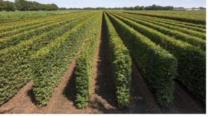 QuickHedge instant hedges