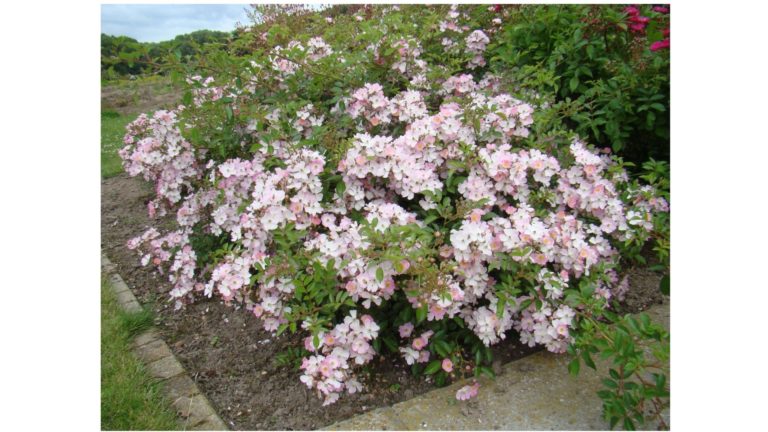 Ontdek bodembedekkende rozen op Expo Green! Kruipende soorten zoals ‘Petit Serpent’ en struikvormige zoals ‘Heidetraum’ bieden kleurrijke, onderhoudsvriendelijke oplossingen voor zonrijke plekken. Bezoek onze stand en ontdek meer!