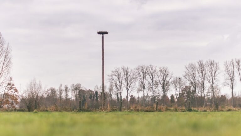 Le poteau des cicognes