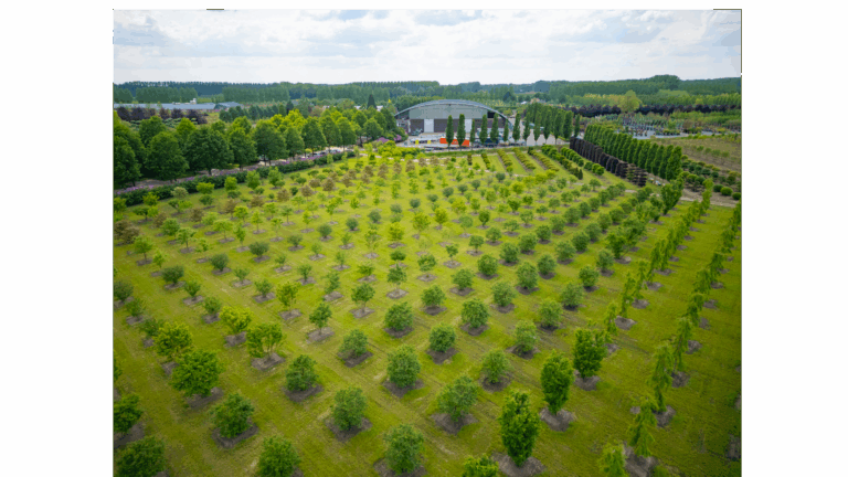 Bomen en struiken, van medium tot zeer grote maten