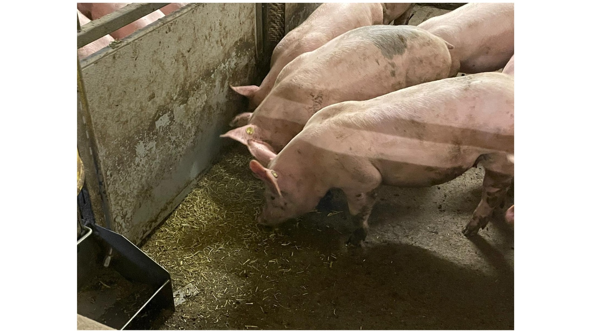 Hokverrijking varkens Dutch Pork Expo