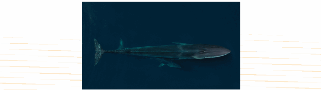 Whale Guardians Europe